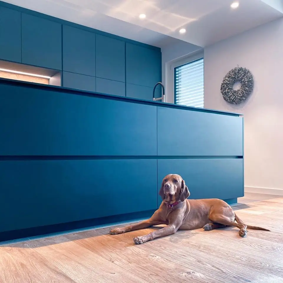 GERBERHAUS3: blaue Küche aus der GERBER Manufaktur mit Hochschränken, davor liegt Hund Leo auf dem Holzboden