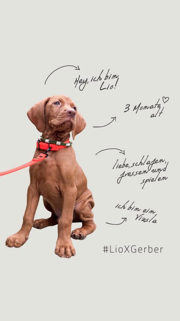 Vizsla-Welpe Lio mit roter Leine und handschriftlichen Notizen zu seinem Alter, Vorlieben und seiner Rasse.